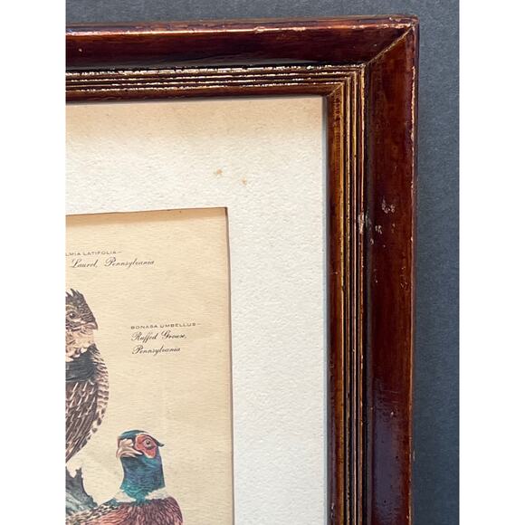 Vtg Pheasant Lithograph Print Arthur Singer Flora Fauna 14x16 Framed Botanical - Picture 9 of 9